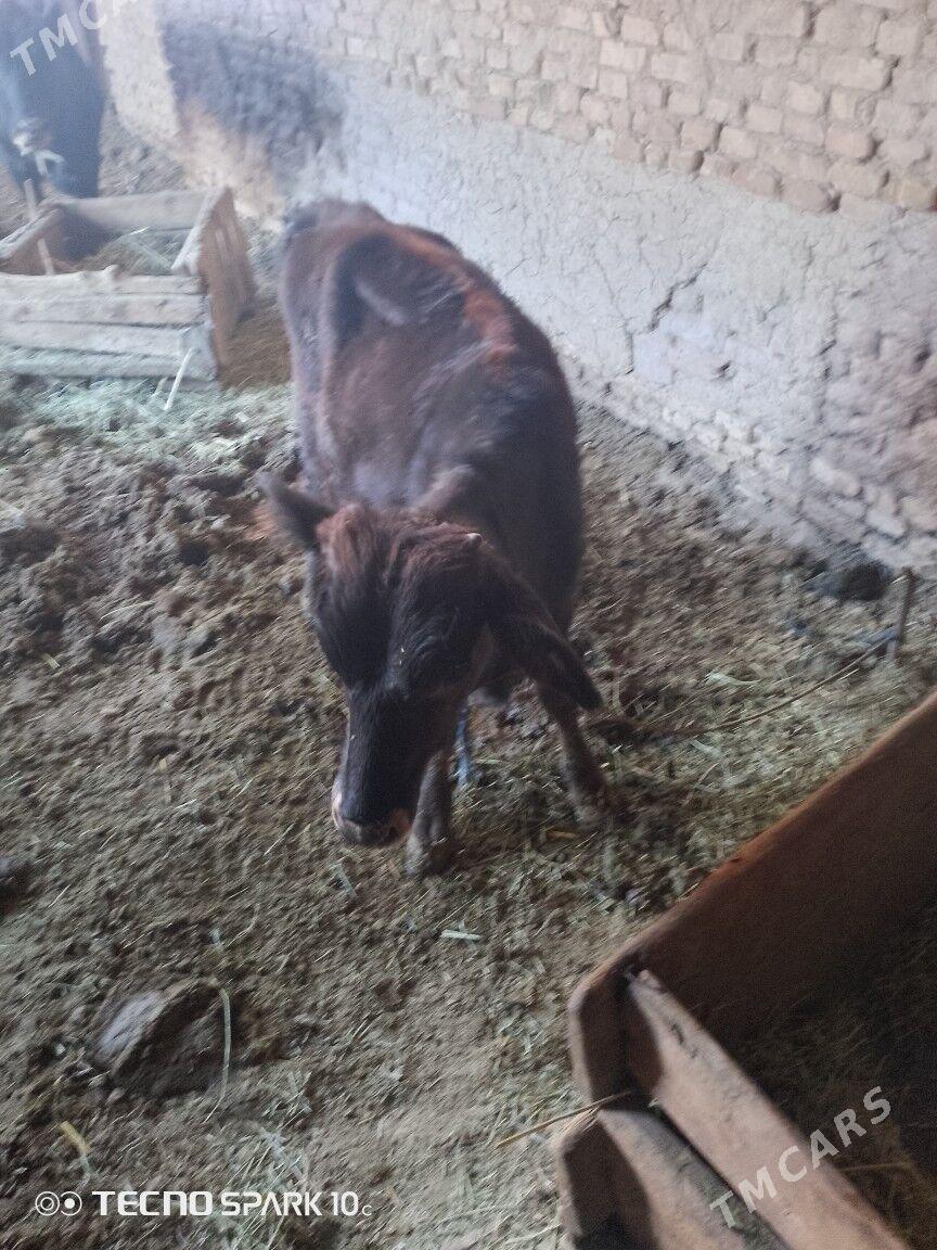 okuz - Baýramaly - img 3