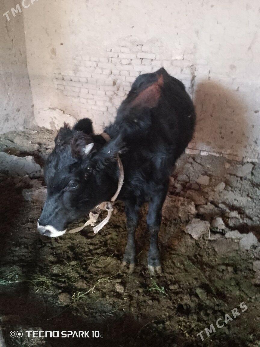 okuz - Baýramaly - img 4