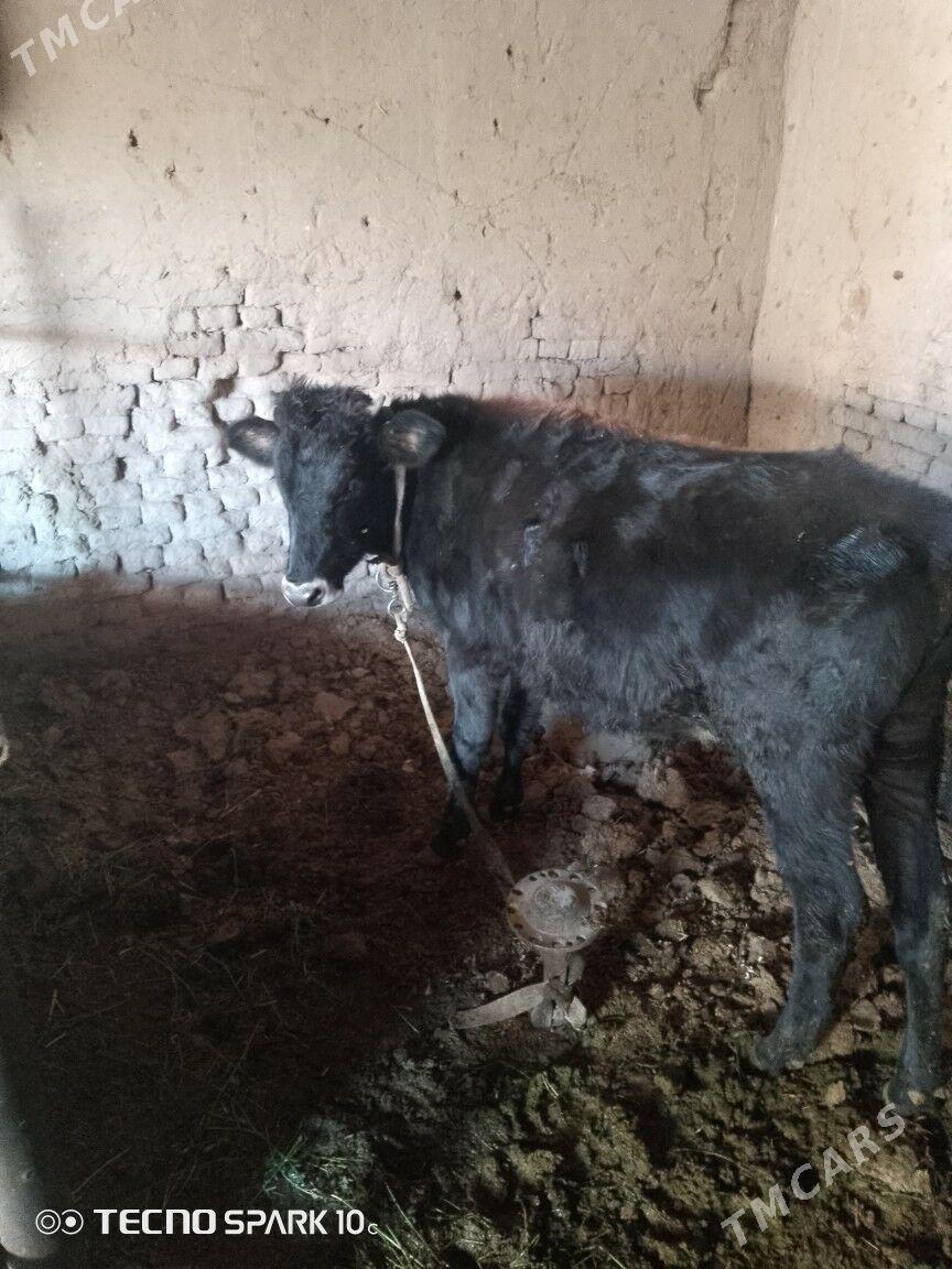 okuz - Baýramaly - img 5