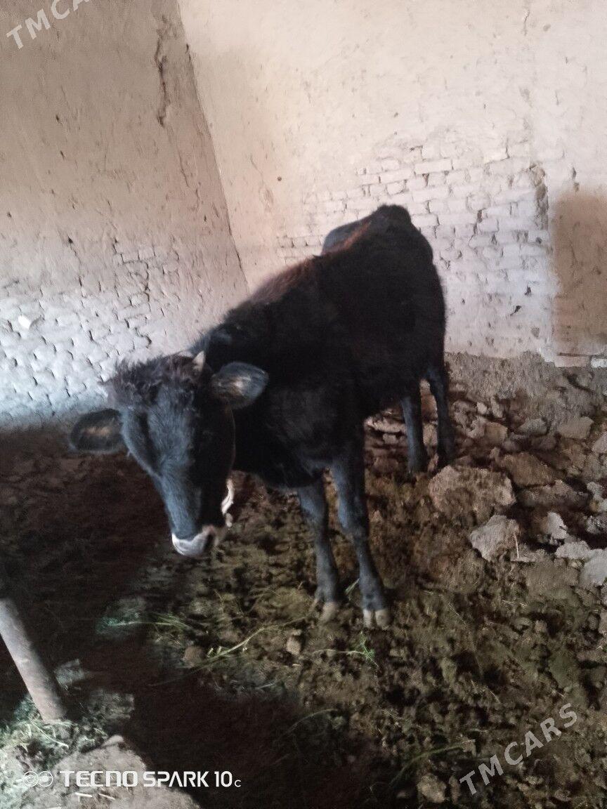 okuz - Baýramaly - img 6