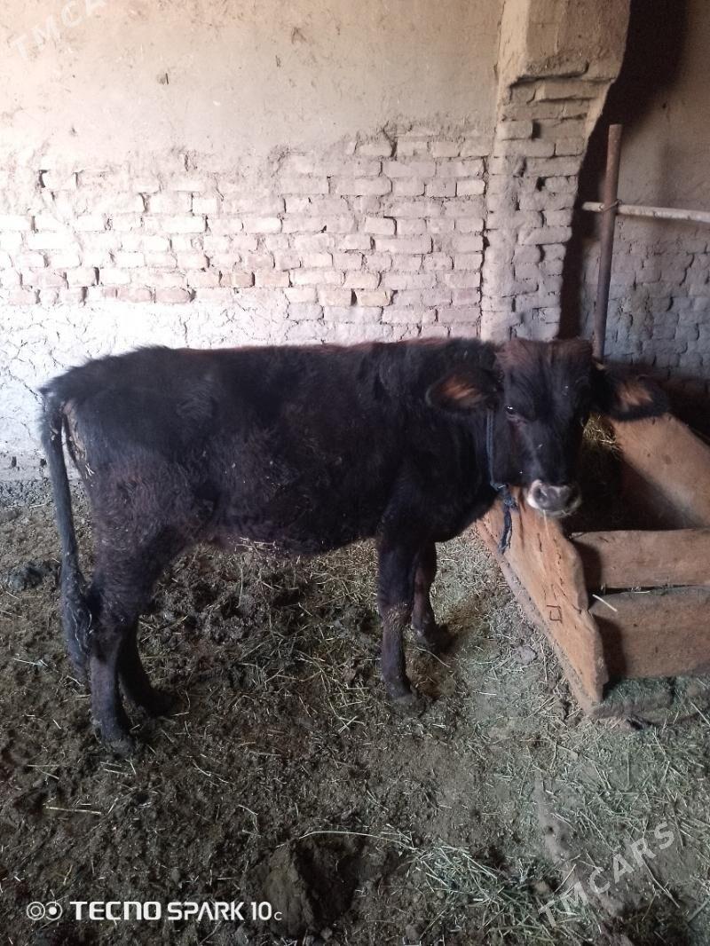 okuz - Baýramaly - img 2