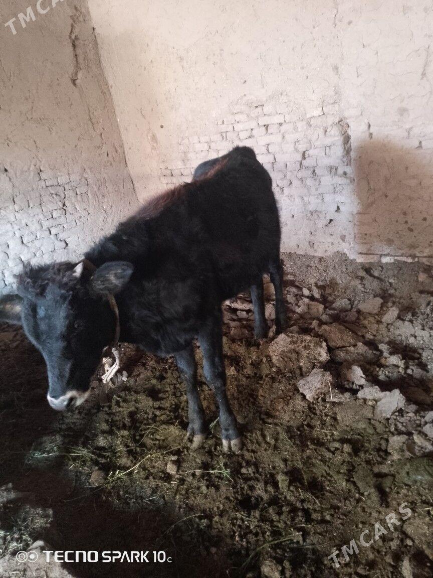 okuz - Baýramaly - img 7