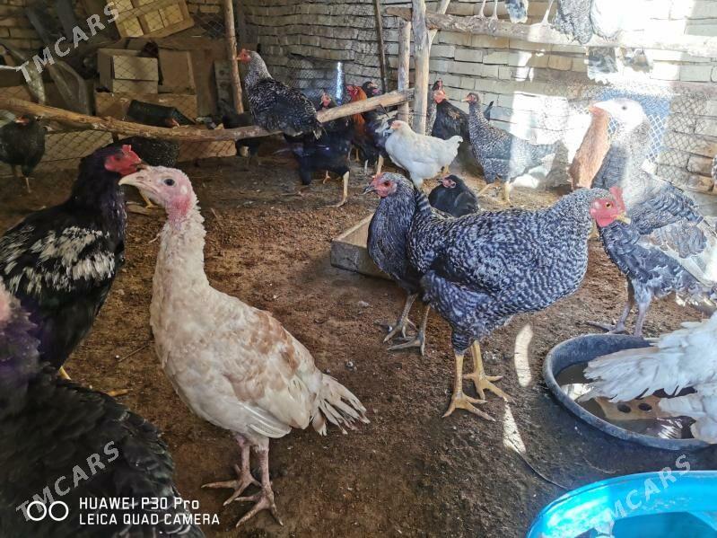 Gigant towuk horazlar 20 sany - Мургап - img 1