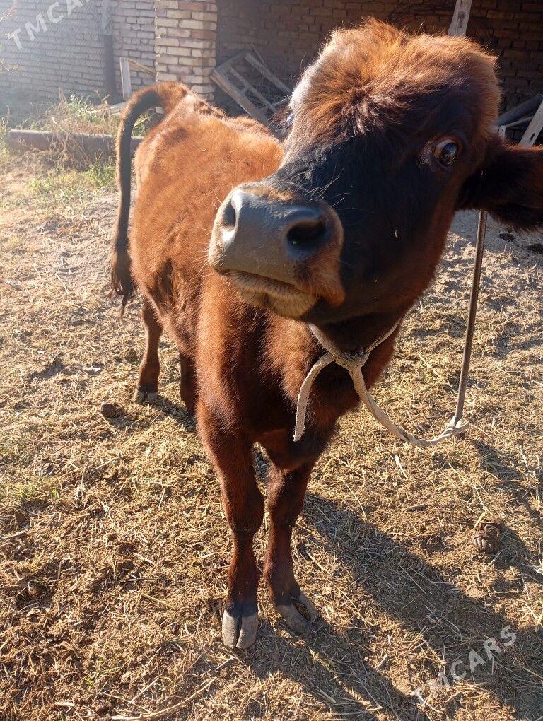 okuz - Байрамали - img 3