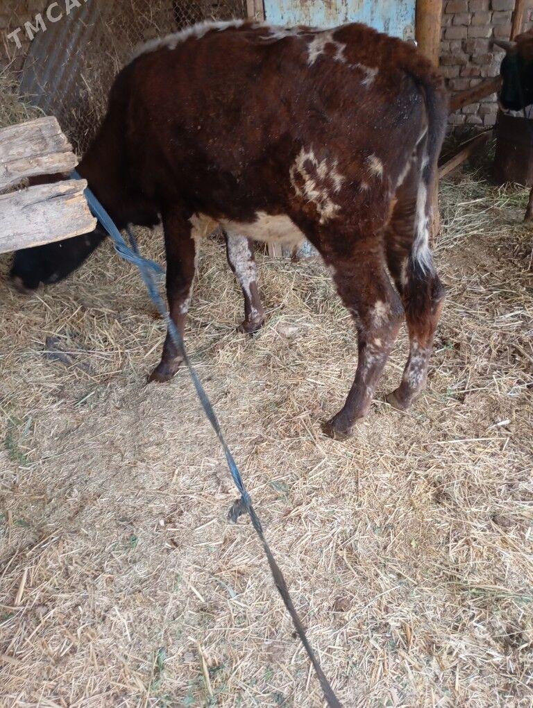 okuz - Байрамали - img 5