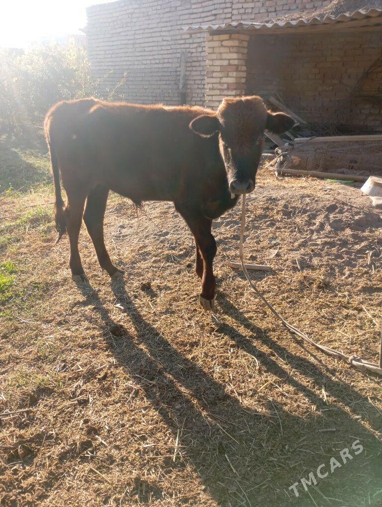 okuz - Байрамали - img 1