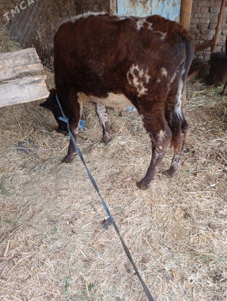 okuz - Байрамали - img 4