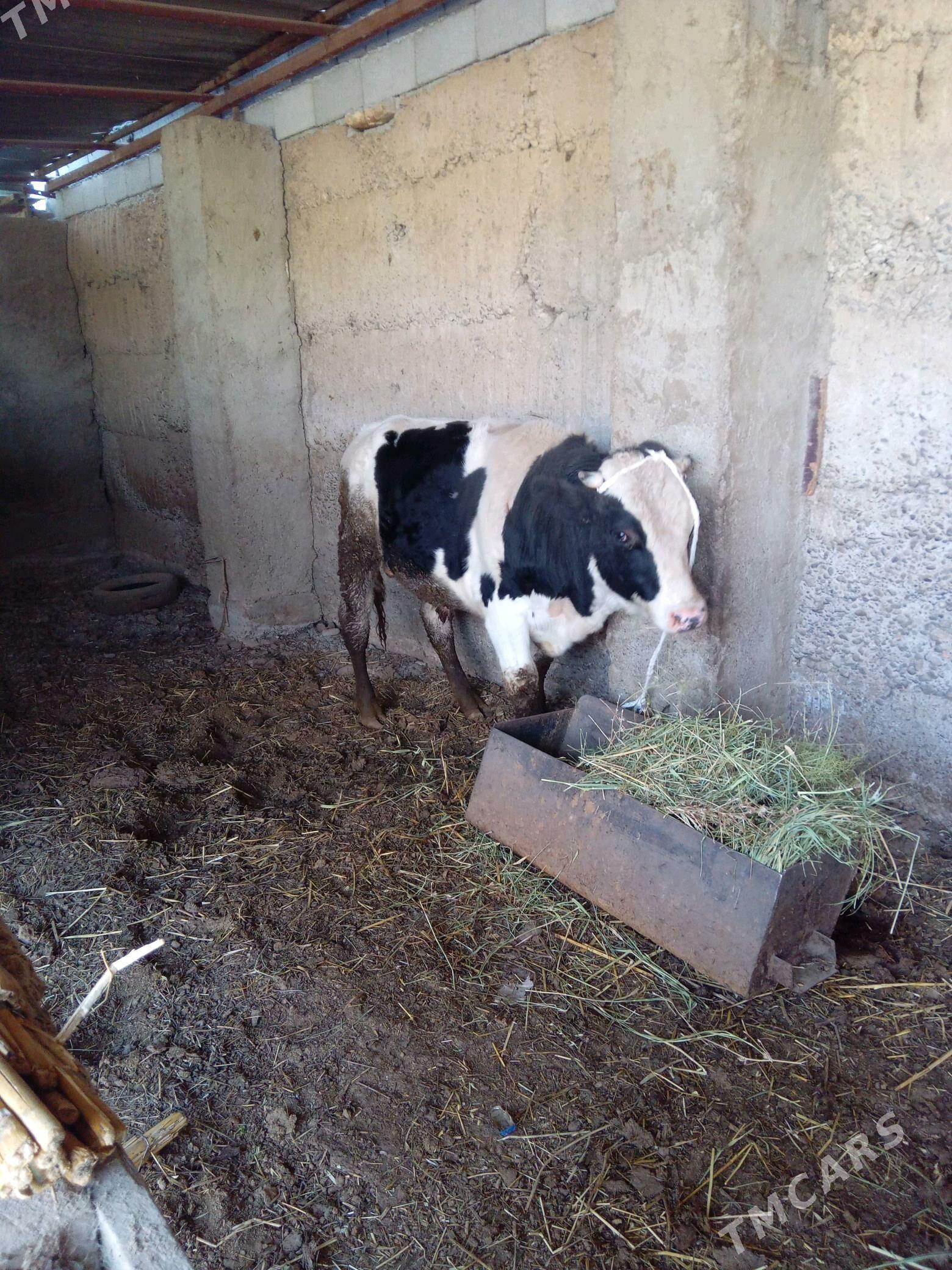 Ala Ökūz - Бузмеин - img 2