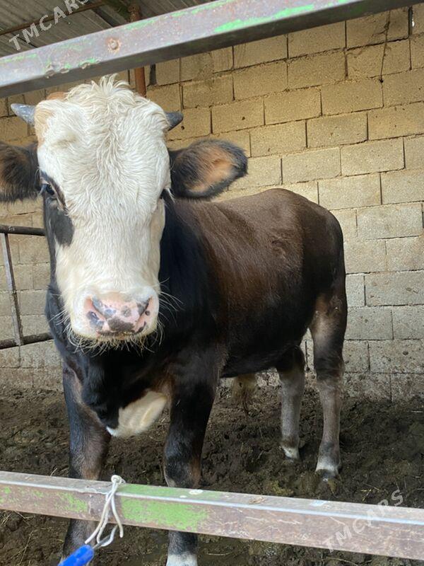 okuz - Aşgabat - img 1