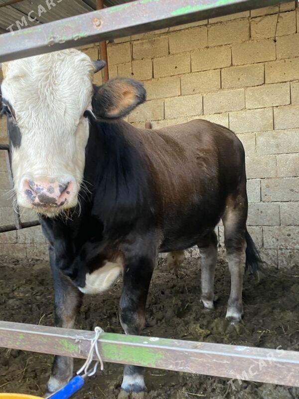 okuz - Aşgabat - img 3