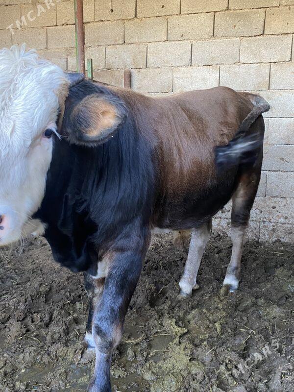 okuz - Aşgabat - img 2