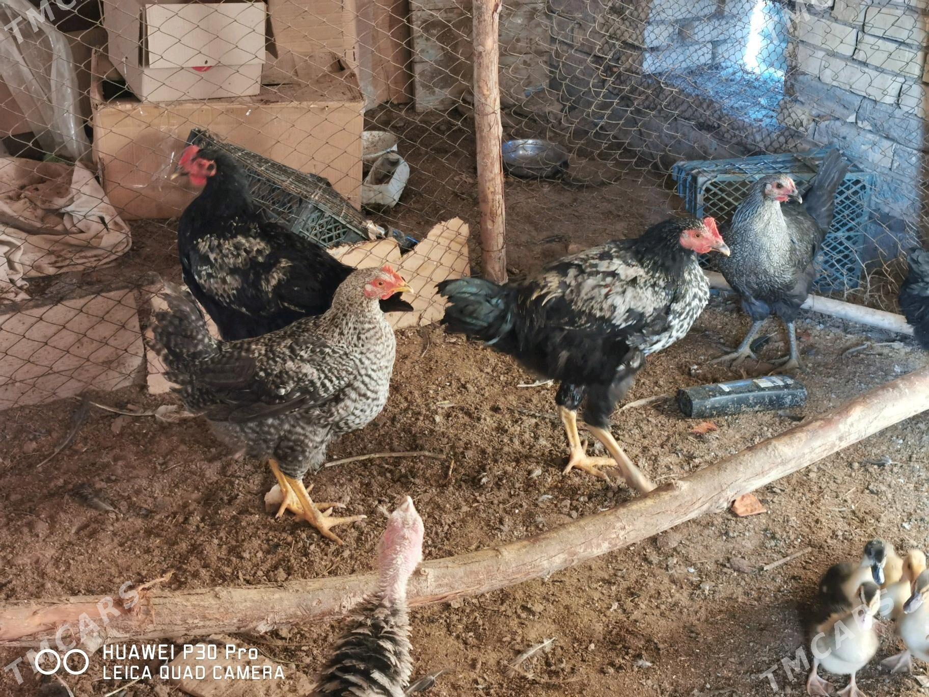 Gigant towuk horazlar 20 sany - Мургап - img 2