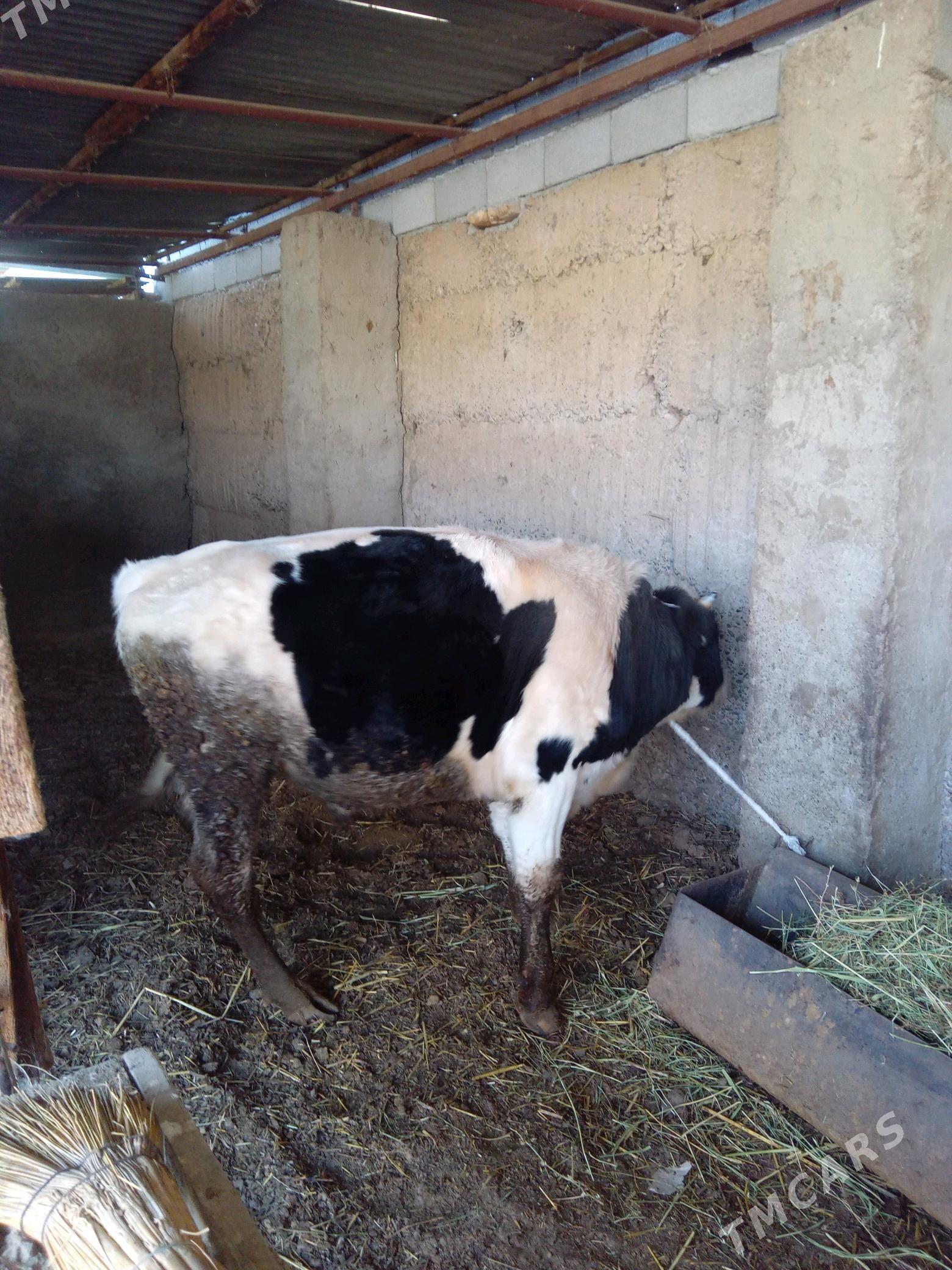 Ala Ökūz - Бузмеин - img 5