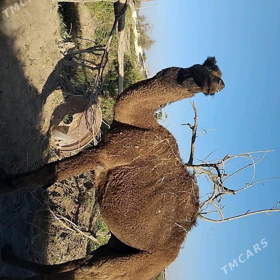 duve - Теджен - img 2