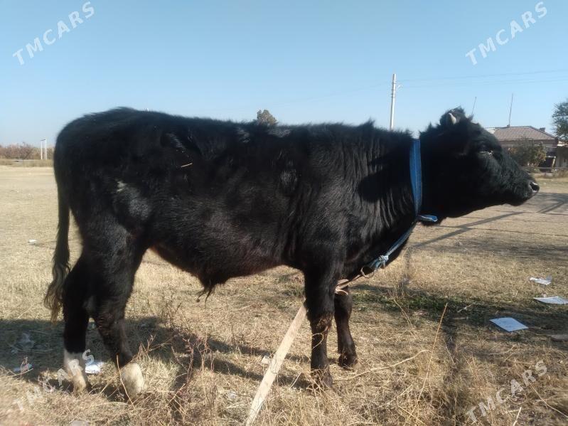 baklyk öküzçe - Чарджоу - img 3