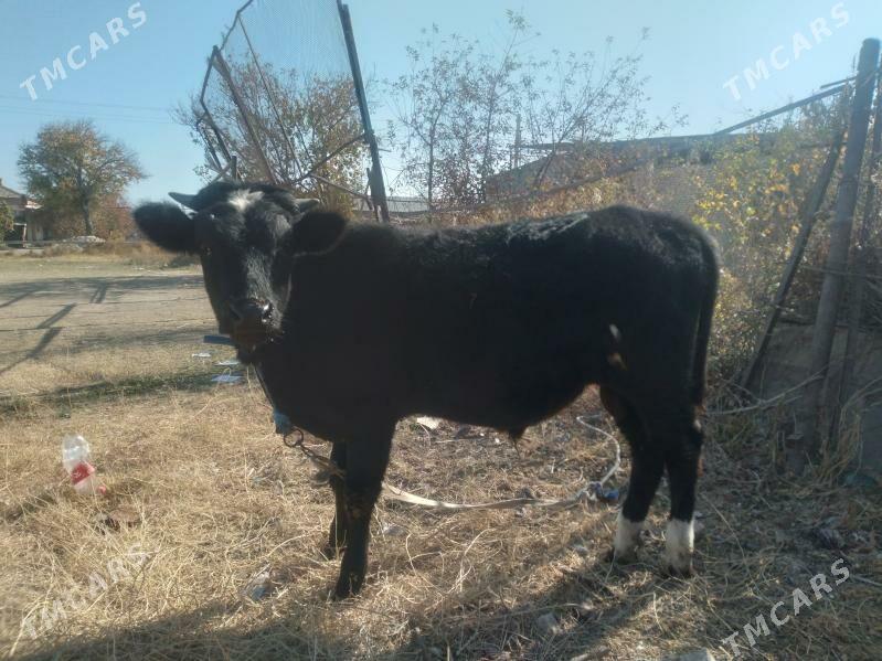 baklyk öküzçe - Чарджоу - img 2