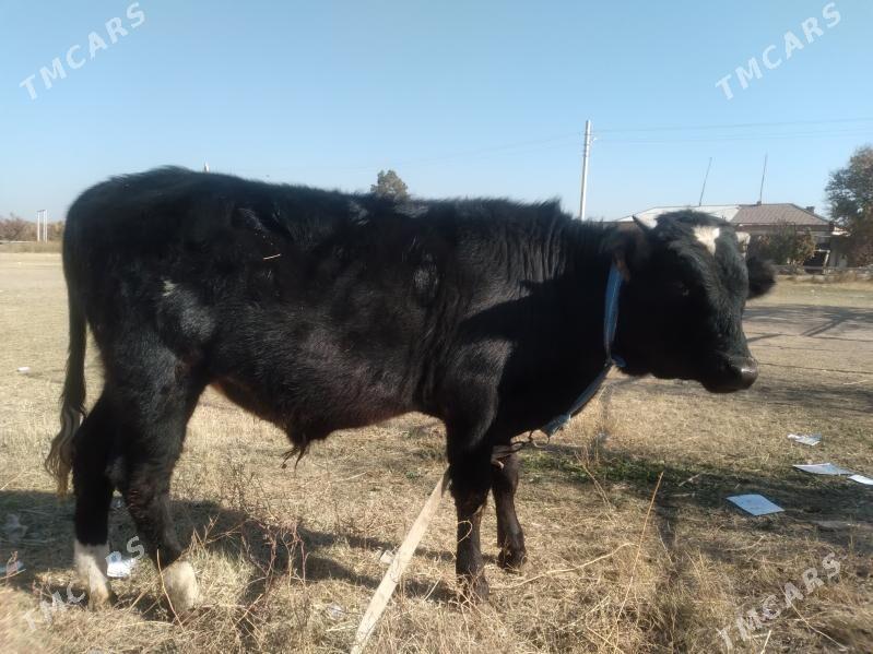 baklyk öküzçe - Чарджоу - img 6