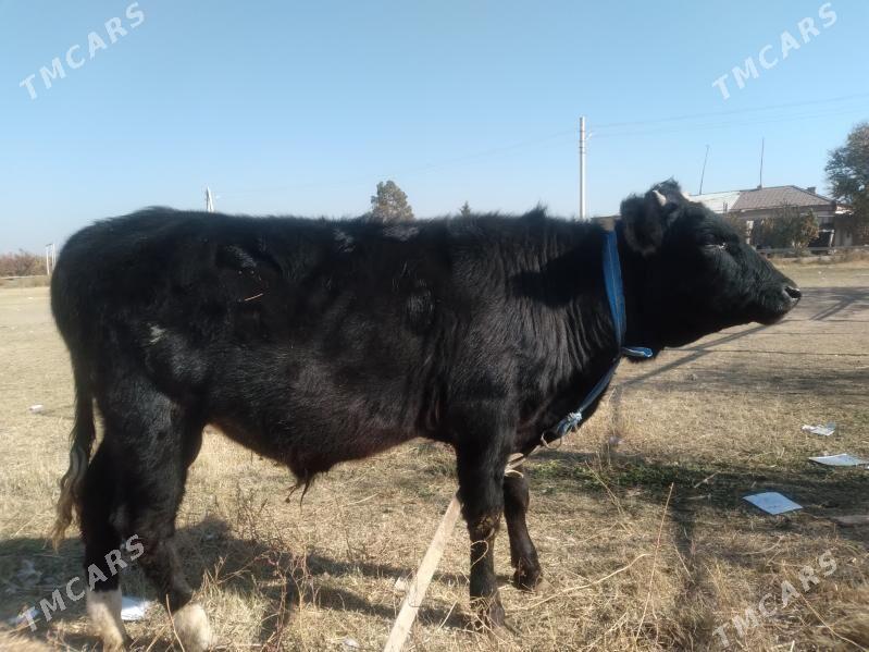 baklyk öküzçe - Чарджоу - img 1