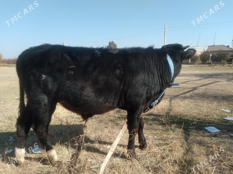 baklyk öküzçe - Чарджоу - img 4