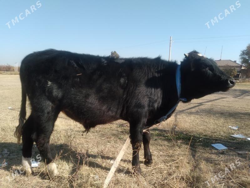 baklyk öküzçe - Чарджоу - img 5