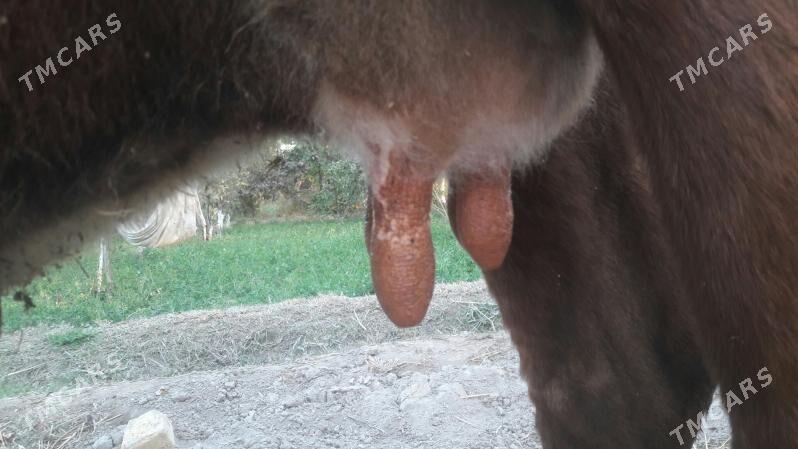 saglyk sygyr - Чарджоу - img 3