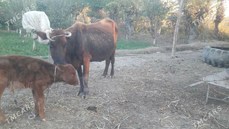 saglyk sygyr - Чарджоу - img 4