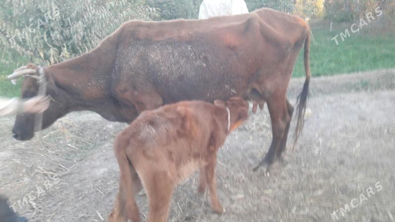 saglyk sygyr - Чарджоу - img 7