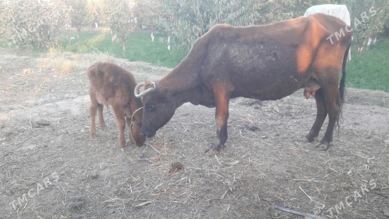 saglyk sygyr - Чарджоу - img 6