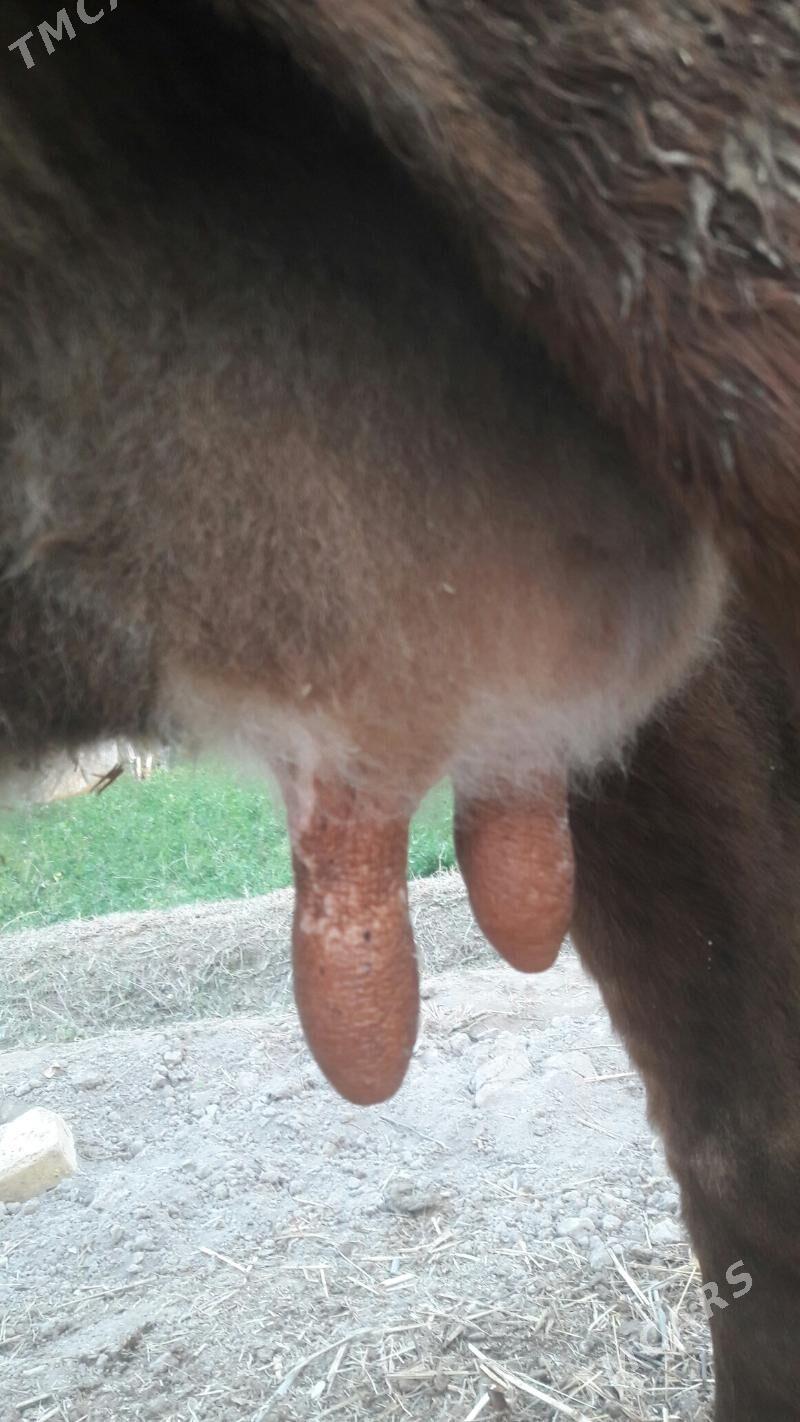 saglyk sygyr - Чарджоу - img 2