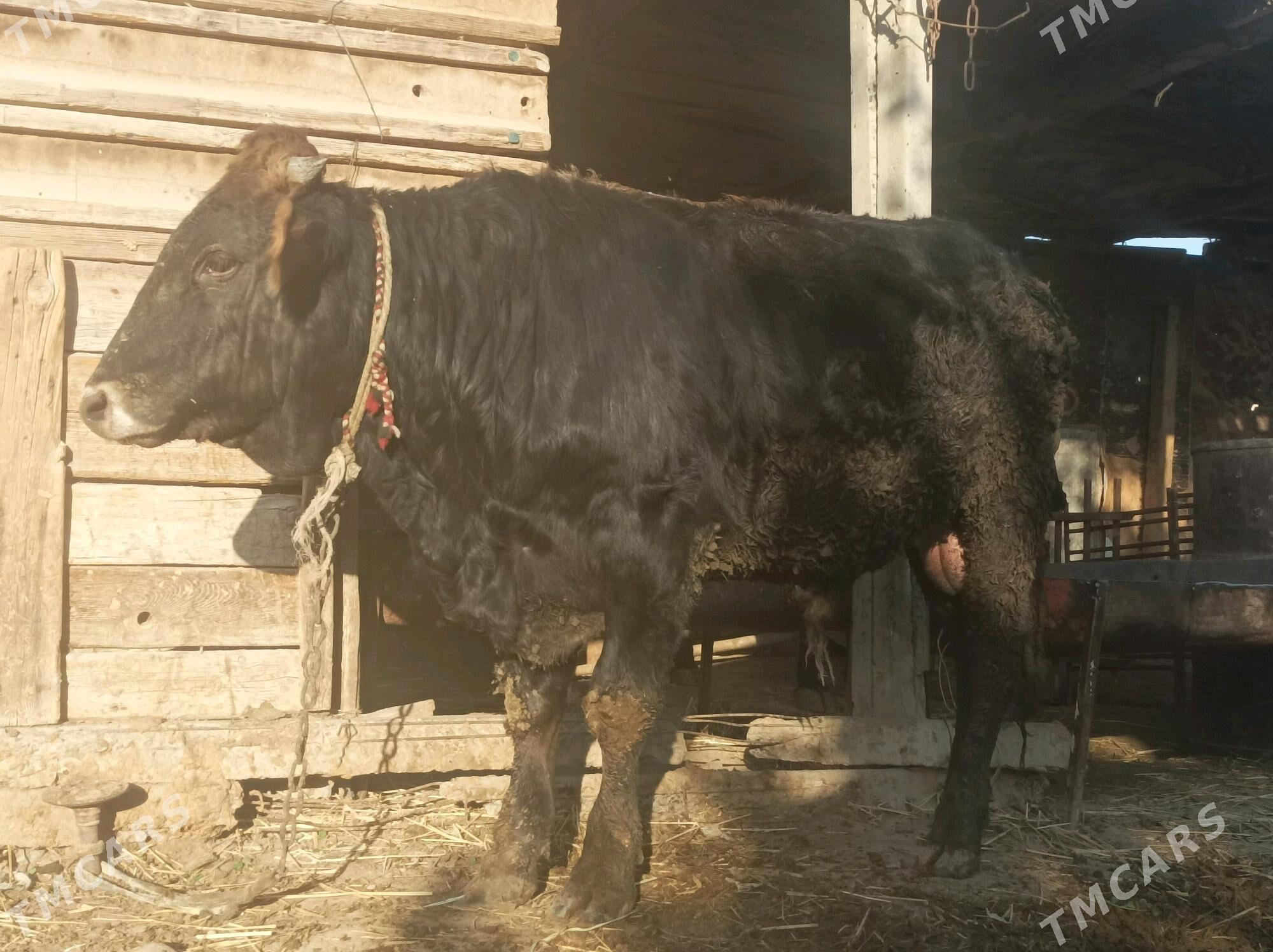 okuz - Ак-Бугдайский этрап - img 1