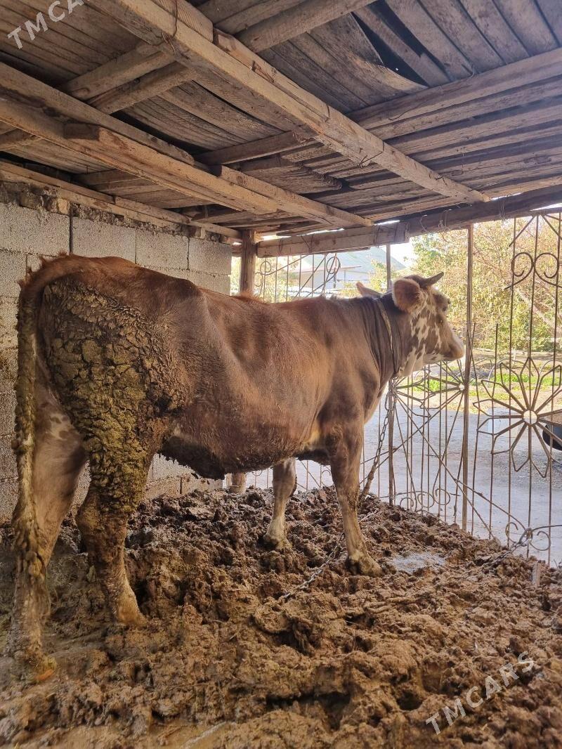 tuwe - Багир - img 3