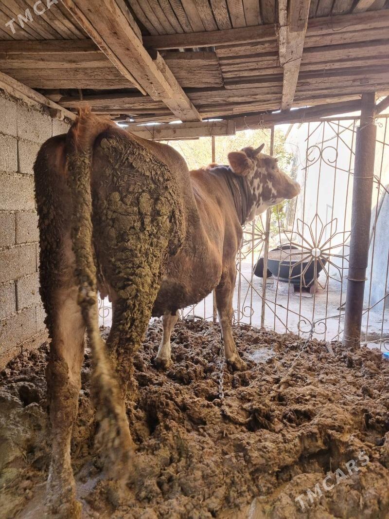 tuwe - Багир - img 2