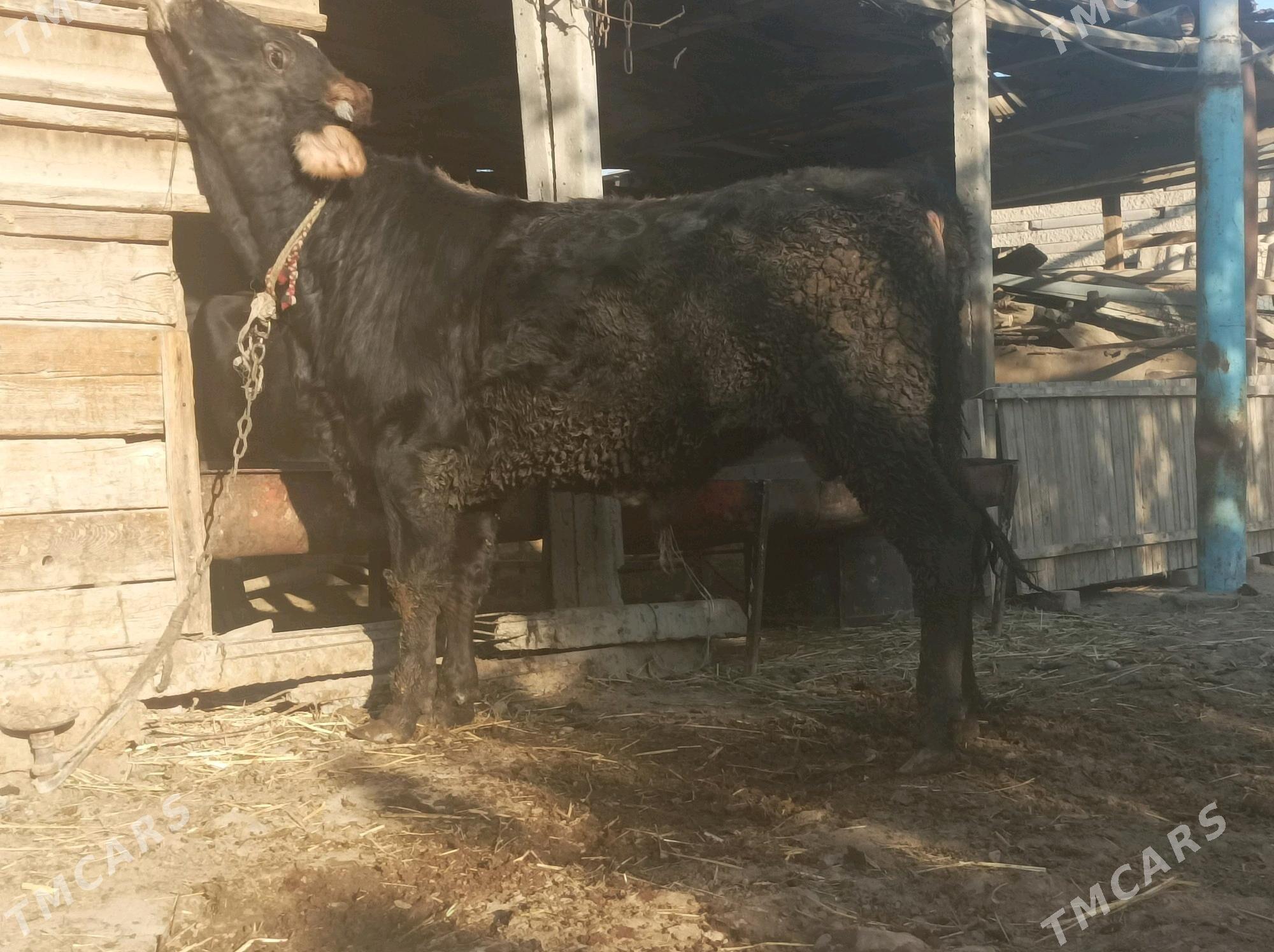 okuz - Ак-Бугдайский этрап - img 2