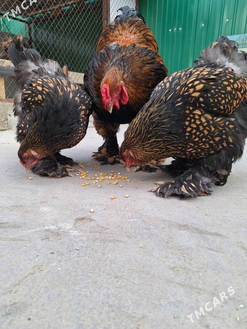 brama laset - Кака - img 2