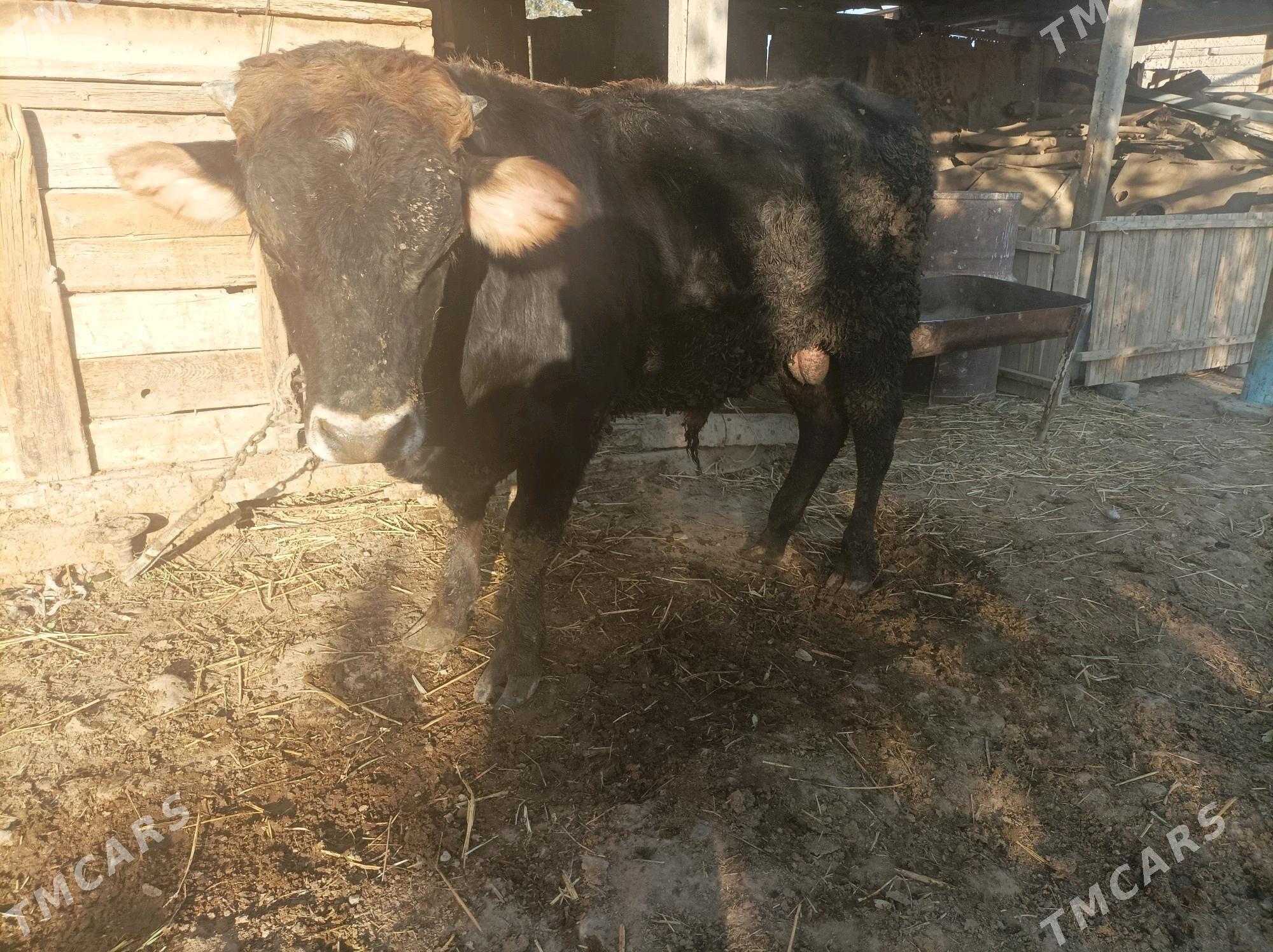 okuz - Ак-Бугдайский этрап - img 3