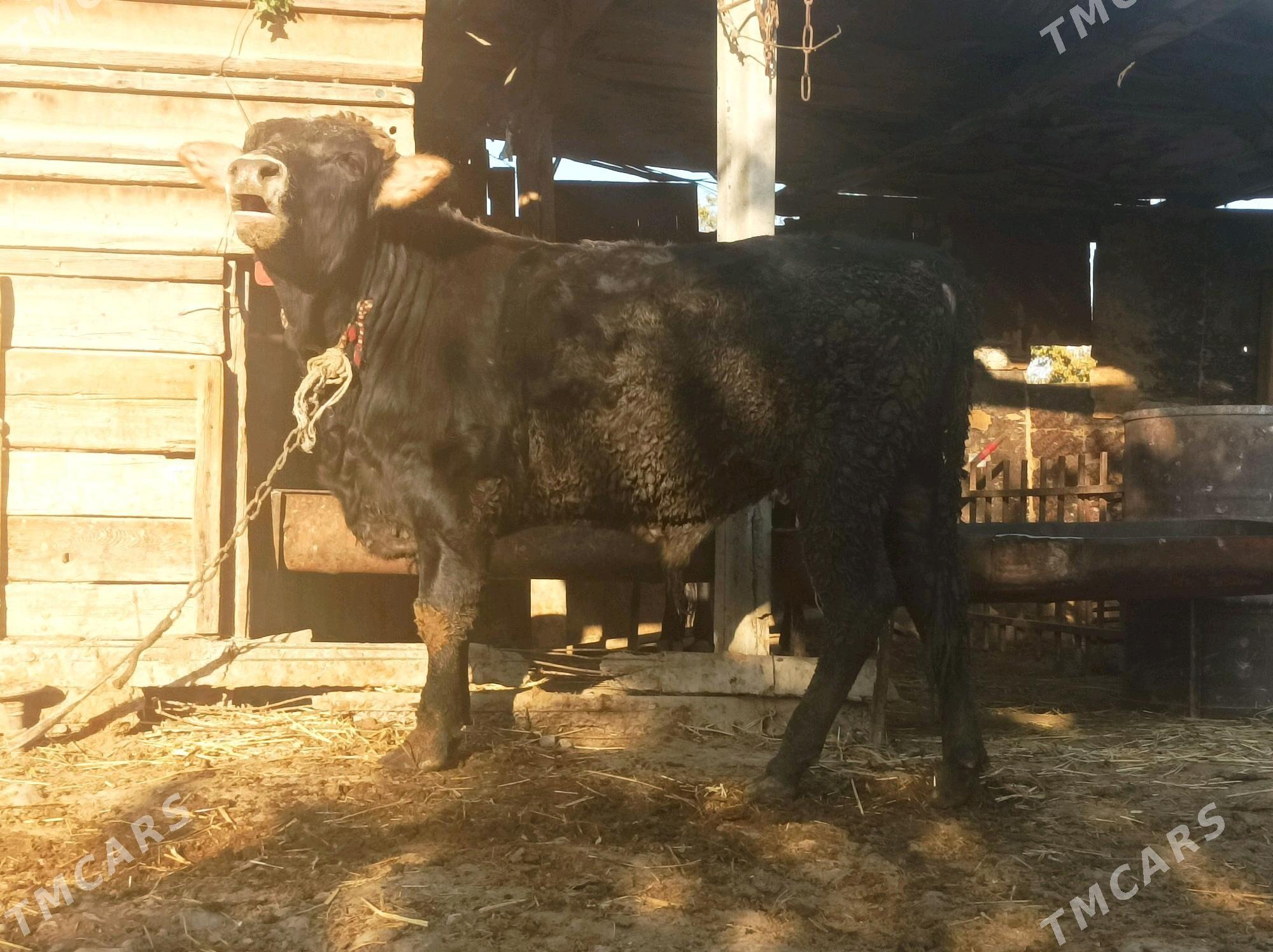 okuz - Ак-Бугдайский этрап - img 4