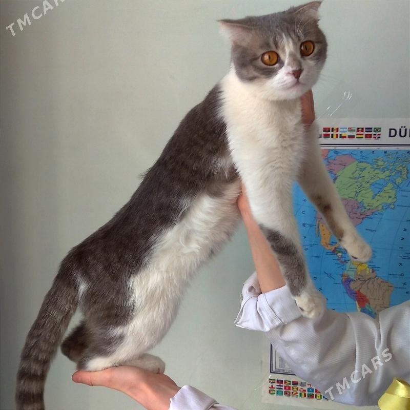 PIŞIK ! КОШКА - Ашхабад - img 3