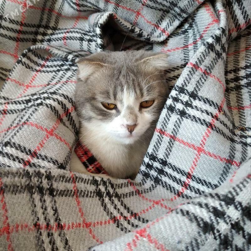 PIŞIK ! КОШКА - Ашхабад - img 4