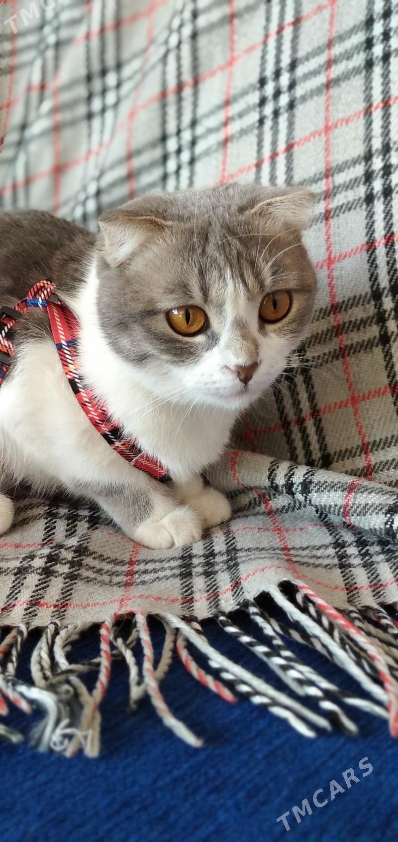 PIŞIK ! КОШКА - Ашхабад - img 7