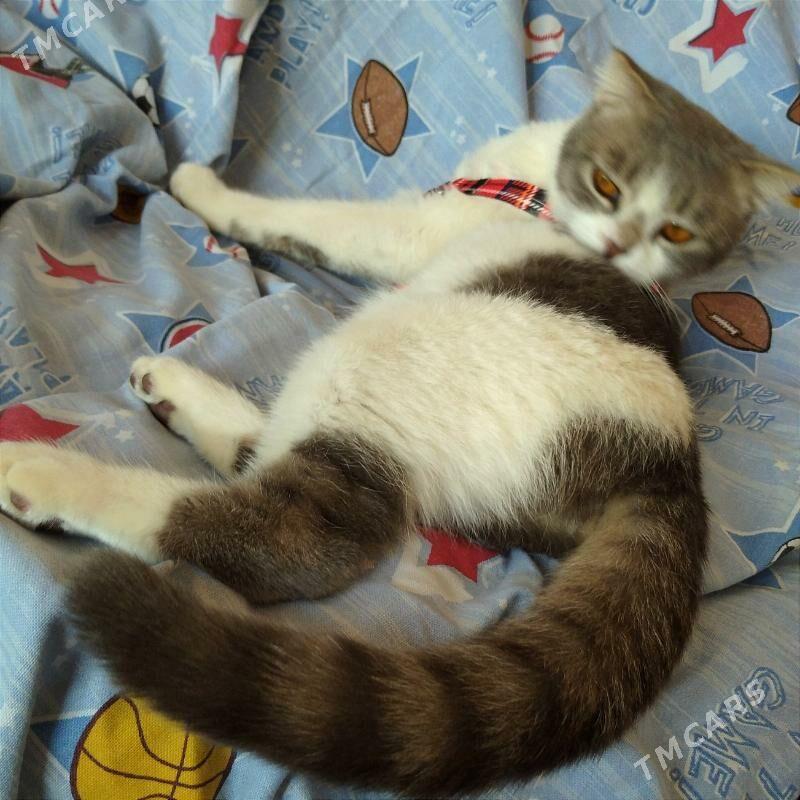 PIŞIK ! КОШКА - Ашхабад - img 6