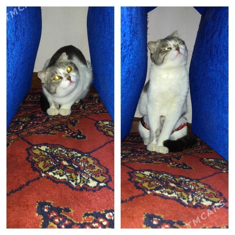 PIŞIK ! КОШКА - Ашхабад - img 8