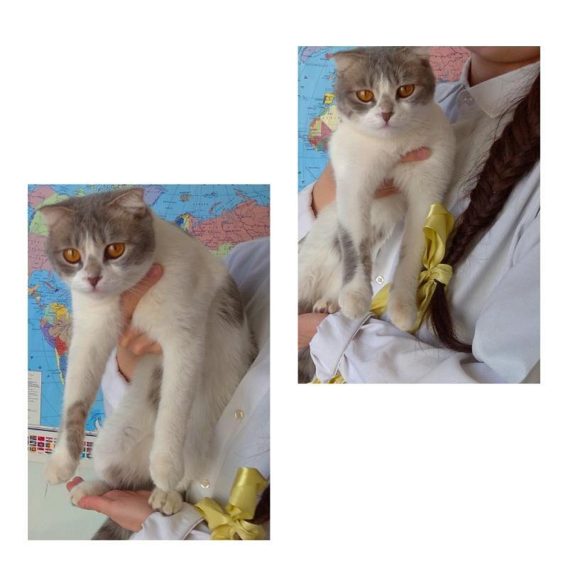 PIŞIK ! КОШКА - Ашхабад - img 2