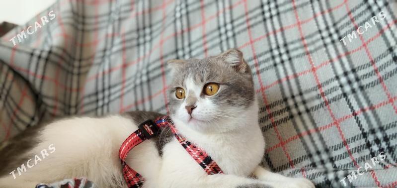 PIŞIK ! КОШКА - Ашхабад - img 5