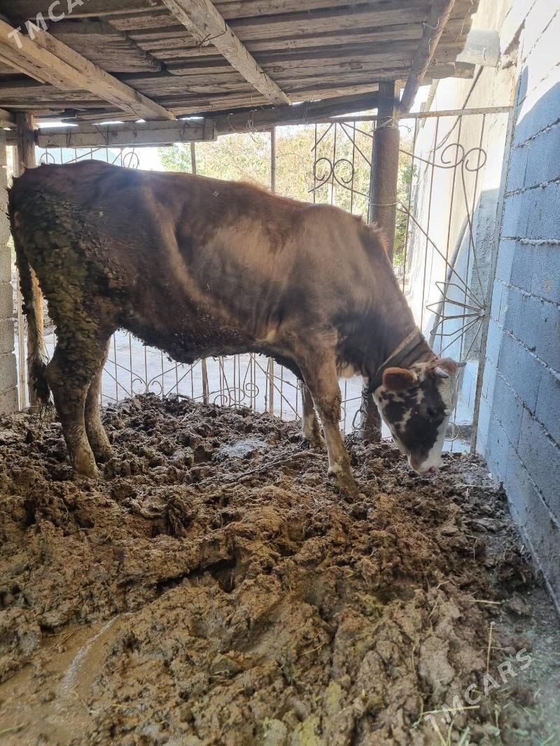 tuwe - Багир - img 4