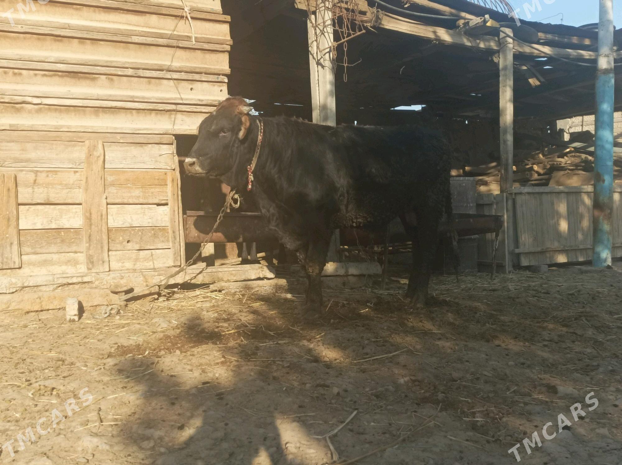 okuz - Ак-Бугдайский этрап - img 5