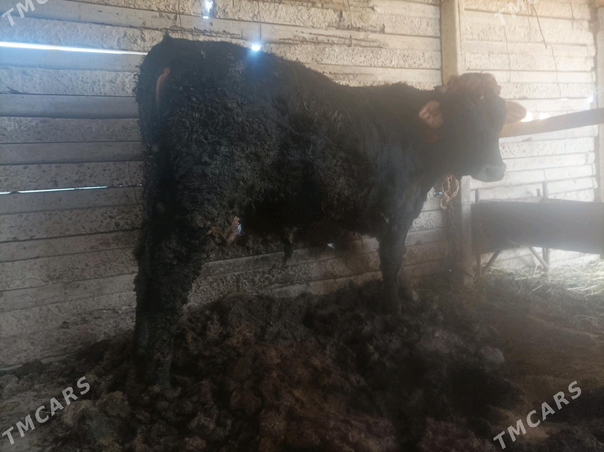 okuz - Ак-Бугдайский этрап - img 6