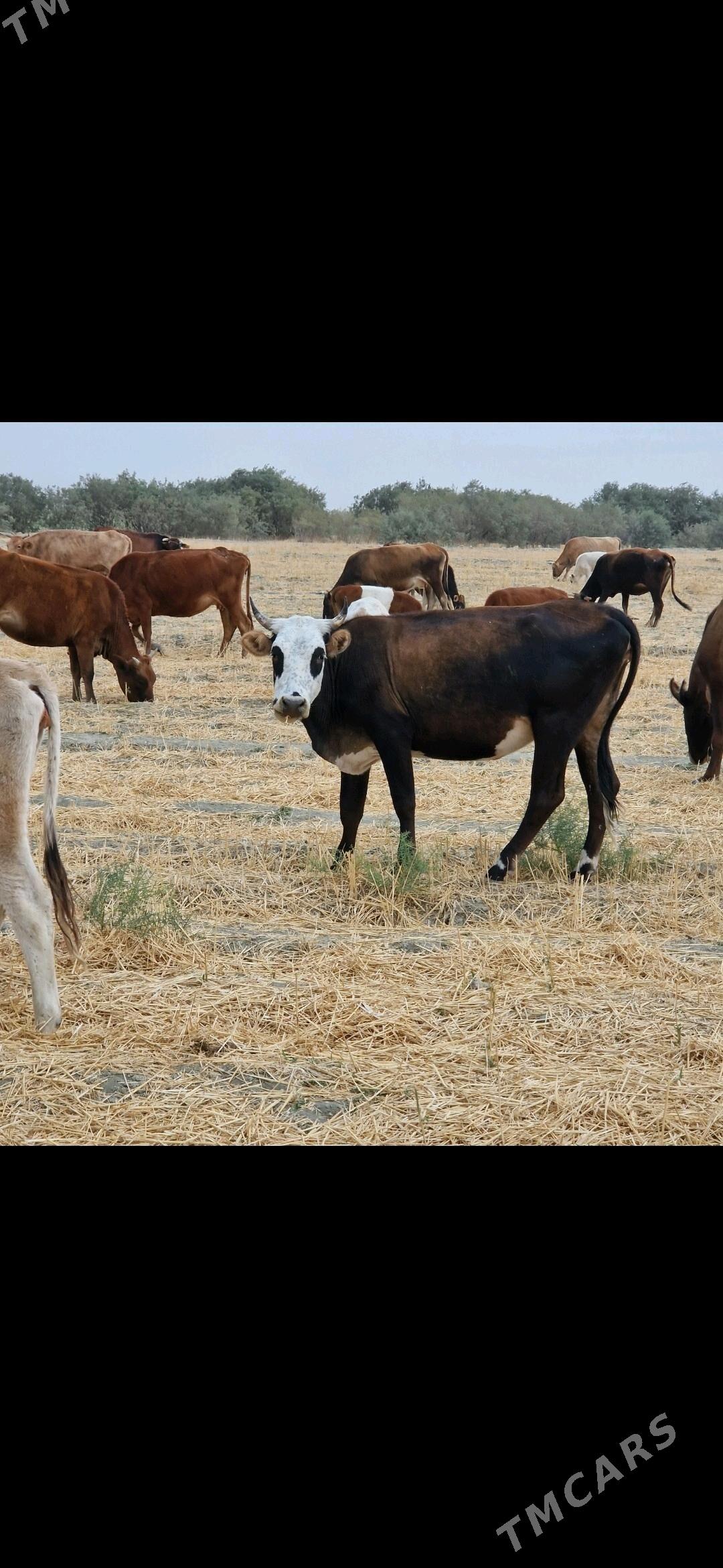 Gacar bogaz - Берекет - img 2