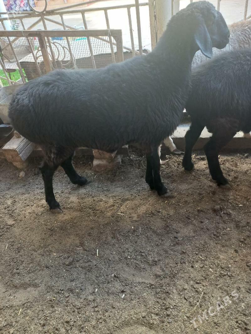 гисар гоюн - Мары - img 1