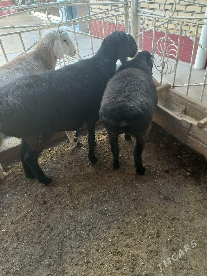 гисар гоюн - Мары - img 2