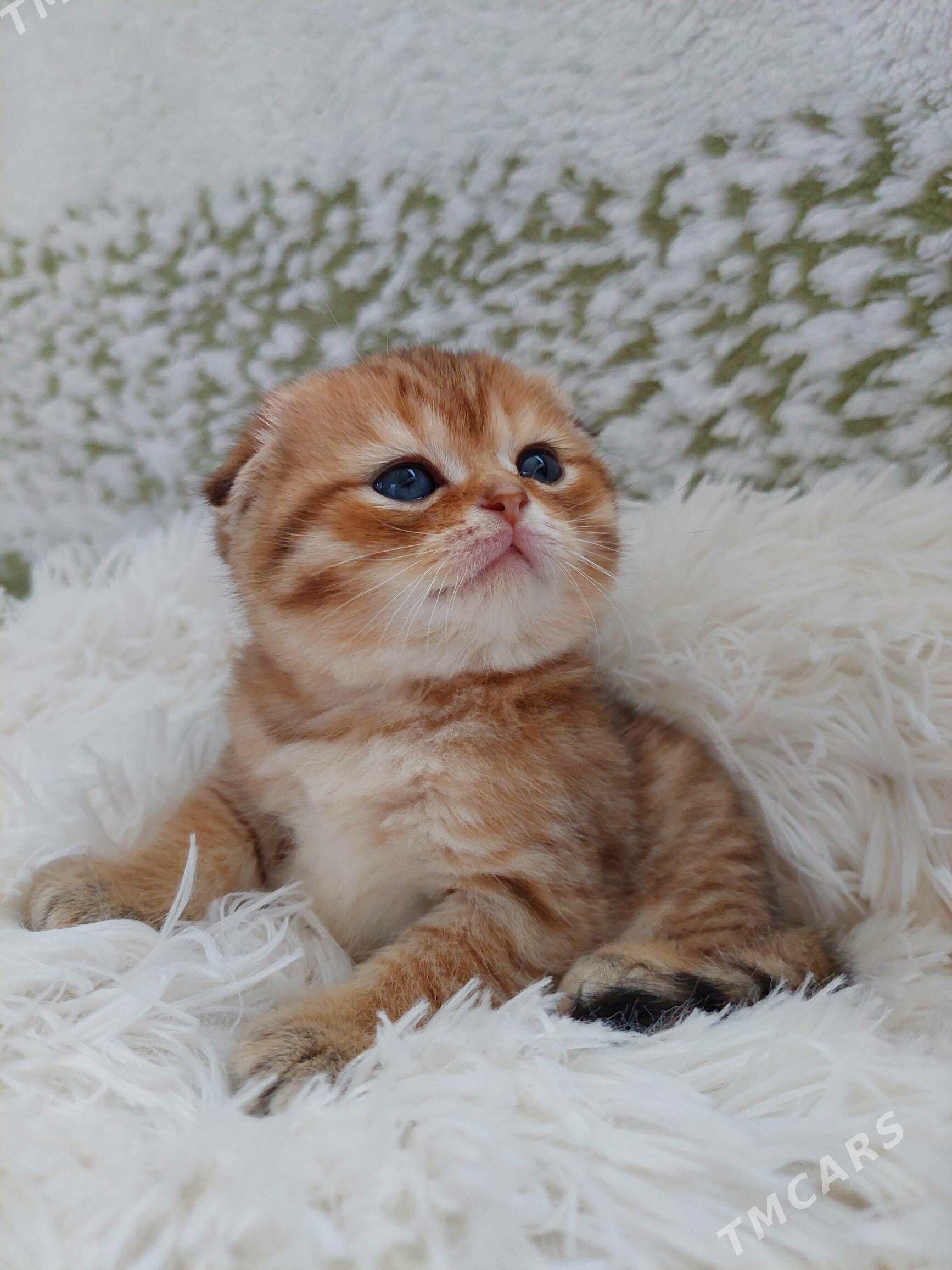 Золотая табби шиншилла - Aşgabat - img 2